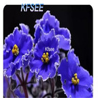 19usd Kfsee 6000Pcs A Set Prodgf Matthiola incana violet seed
