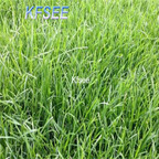 19usd Kfsee 60000Pcs A Set Prodgf Poa pratensis grass seed