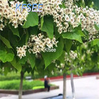 19usd Kfsee 500Pcs A Set Prodgf Catalpa ovata tree seed