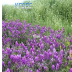 19usd Kfsee 5000Pcs A Set Prodgf alfalfa lucerne seed