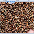 19usd Kfsee 5000Pcs A Set Prodgf Perilla frutescens Seed