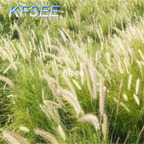 19usd Kfsee 5000Pcs A Set Prodgf Pennisetum alopecuroides seed