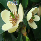 19usd Kfsee 300Pcs A Set Prodgf Michelia figo seed