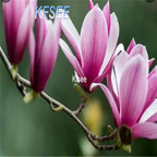 19usd Kfsee 300Pcs A Set Yulania denudata yulan tree seed