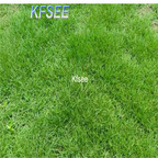 19usd Kfsee 80000Pcs A Set zoysia grass seed
