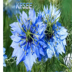 19usd Kfsee 8000Pcs A Set Prodgf Love-in-a-mist seed