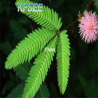 19usd Kfsee 1000Pcs A Set Prodgf shy grass seed