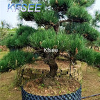 19usd Kfsee 1000Pcs A Set Prodgf black pine tree seed
