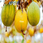 19usd Kfsee 300Pcs A Set Prodgf Trichosanthes kirilowii seed