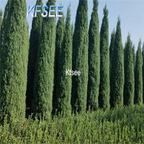 19usd Kfsee 500Pcs A Set Prodgf Juniperus chinensis seed