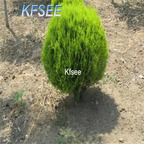 19usd Kfsee 3000Pcs A Set Prodgf Platycladus orientalis seed