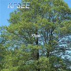 19usd Kfsee 3000Pcs A Set Prodgf Alnus cremastogyne seed