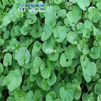 19usd Kfsee 6000Pcs A Set Prodgf money grass seed