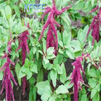 19usd Kfsee 6000Pcs A Set Prodgf Amaranthus hybridus seed