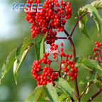19usd Kfsee 3000Pcs A Set Prodgf elderberry tree seed