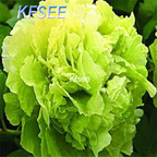 19usd 200Pcs A Set Prodgf Green Peony Flower Seed