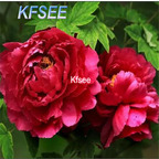 19usd 200Pcs A Set Prodgf Red Peony Flower Seed