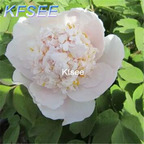 19usd 200Pcs A Set Prodgf white Peony Flower Seed