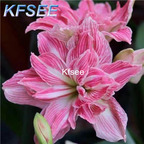 10usd Prodgf 5Pcs A Set Hippeastrum Amaryllis Flower Bulb