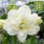 10usd Prodgf 5Pcs A Set Hippeastrum Amaryllis Flower Bulb