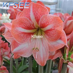 10usd Prodgf 5Pcs A Set Hippeastrum Amaryllis Flower Bulb