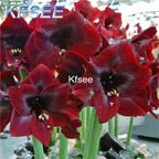 10usd Prodgf 5Pcs A Set Hippeastrum Amaryllis Flower Bulb