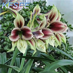 10usd Prodgf 5Pcs A Set Hippeastrum Amaryllis Flower Bulb
