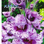 10USD Prodgf 5Pcs A Set Gladiolus Flower Bulb