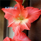 10usd Prodgf 5Pcs A Set Gladiolus Flower Bulb