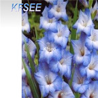 10usd Prodgf 5Pcs A Set Gladiolus Flower Bulb