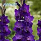 10usd Prodgf 5Pcs A Set Gladiolus Flower Bulb