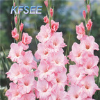 10usd Prodgf 5Pcs A Set Gladiolus Flower Bulb