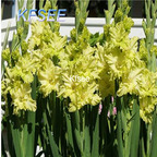 10usd Prodgf 5Pcs A Set Gladiolus Flower Bulb