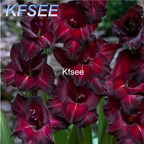 10usd Prodgf 5Pcs A Set Gladiolus Flower Bulb