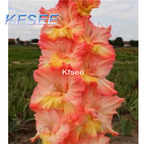 10usd Prodgf 5Pcs A Set Gladiolus Flower Bulb