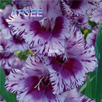 10usd Prodgf 5Pcs A Set Gladiolus Flower Bulb