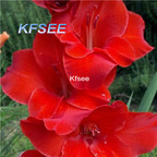 10usd Prodgf 5Pcs A Set Gladiolus Flower Bulb