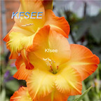 10usd Prodgf 5Pcs A Set Gladiolus Flower Bulb