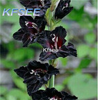 10usd Prodgf 5Pcs A Set Gladiolus Flower Bulb