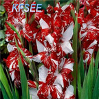 10usd Prodgf 5Pcs A Set Gladiolus Flower Bulb
