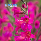 10usd Prodgf 5Pcs A Set Gladiolus Flower Bulb
