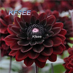 10usd Prodgf 5Pcs A Set Dahlia Karma choc Flower Bulb