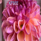 10usd Prodgf 5Pcs A Set Dahlia Snoho Jojo Flower Bulb