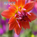 10usd Prodgf 5Pcs A Set Dahlia Firepot Flower Bulb