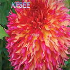 10usd Prodgf 5Pcs A Set myrtle Dahlia Flower Bulb