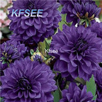 10usd Prodgf 5Pcs A Set Blue Bell Dahlia Flower Bulb