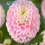 10usd Prodgf 5Pcs A Set wizard of oz Dahlia Flower Bulb