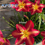 10usd Prodgf 10Pcs A Set Zephyranthes Flower Bulb