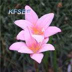 10usd Prodgf 10Pcs A Set Zephyranthes Flower Bulb