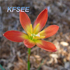 10usd Prodgf 10Pcs A Set Zephyranthes Flower Bulb